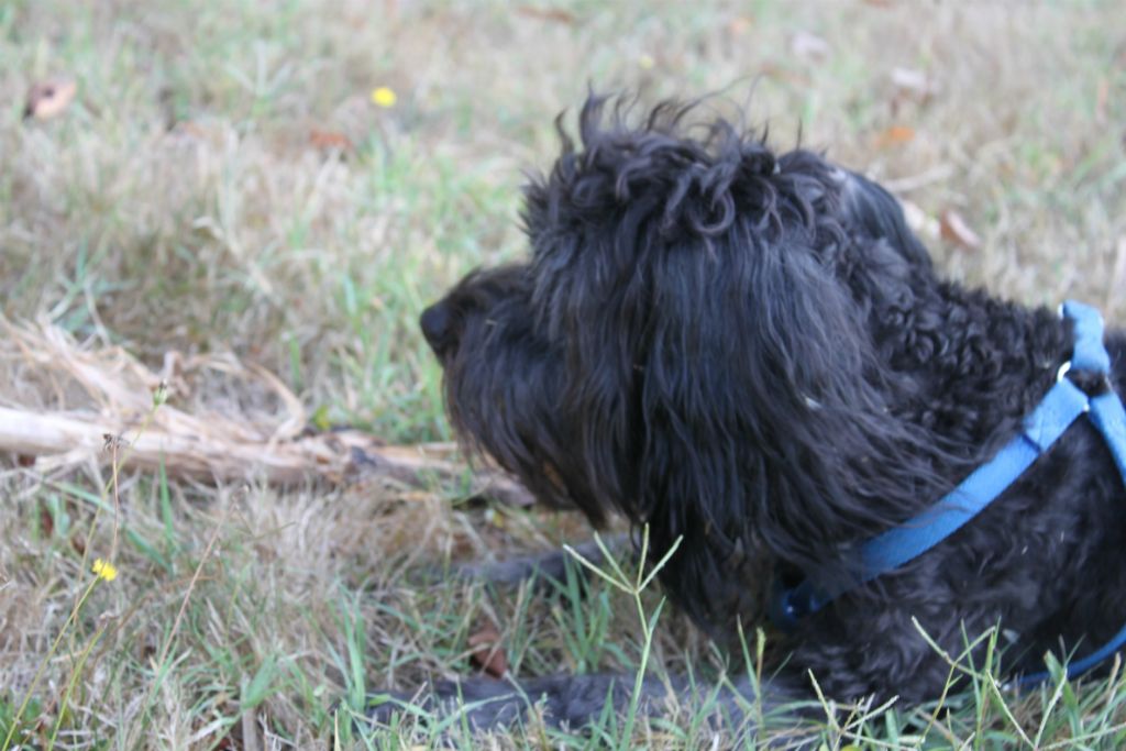Teddy